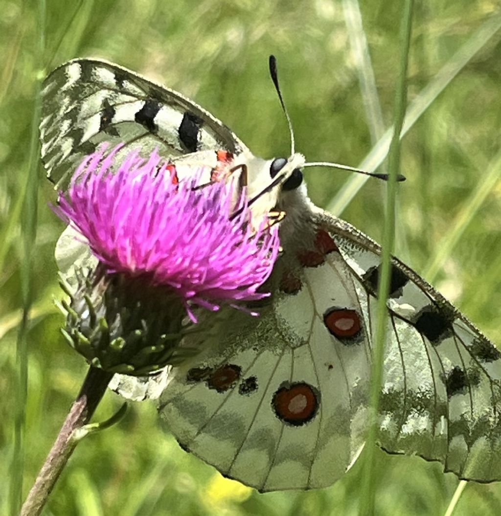 Parnassius apollo - Papilionidae